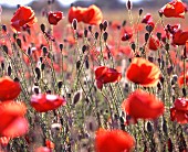 Poppy field