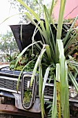 Kleingarten unter Kühlerhaube eines Vintage Wagens