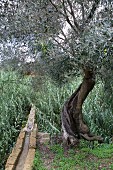 Orange trees on Sicily