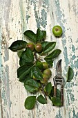 Apples on a tree branch with a pair of garden shears on a rustic wooden table