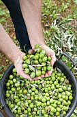 Frisch geerntete grüne Oliven (Trapani, Sizilien, Italien)