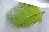 A basil leaf frozen in an ice cube (close-up)