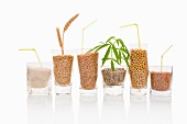 Various grains and seeds for making vegan milk