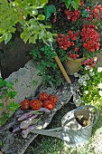 Harvested vegetables and flowering plant on weathered wooden board next to watering can