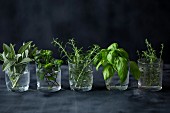 Fresh herbs in glasses on a dark surface