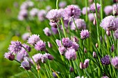 Flowering chives in a garden (close-up)