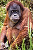 Leipzig Zoo: an orang-utan sitting down