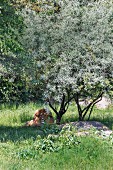 A lion cooling down in the shade at Leipzig Zoo