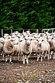 Coopworth sheep in farmyard (Canterbury, New Zealand)