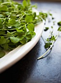 Fresh watercress on a white plate