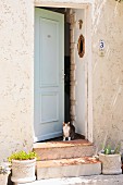 Katze steht in geöffneter Haustür