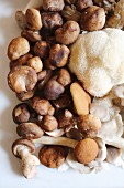 Maitake, shitake, piopinni, oyster and lion's mane mushrooms