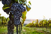 Ripe Blaufränkisch red wine grapes on a vine (Burgenland, Austria)