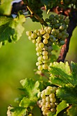 Sauvignon Blanc grapes on a vine (Southern Styria, Austria)