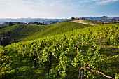 A vineyard in Southern Styria, Austria
