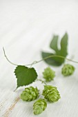 Hops, umbers and leaves on a wooden surface