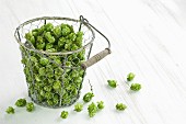 Hops (humulus lupulus) in a wire basket