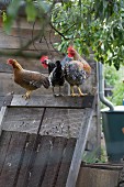 Hens sitting on wooden frame in cottage garden