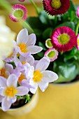 Violetter Krokus und Gänseblümchen in Blumentöpfen