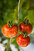 Red tiger tomatoes hanging on a vine