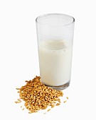 Barley grains and a glass of grain milk