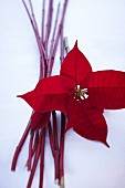 A poinsettia and red dogwood twigs