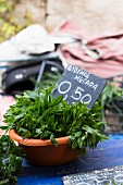 Fresh peppermint at a market (Greece)