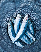 Freshly caught anchovies in a wire basket