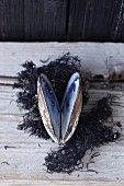 Miesmuschel auf getrocknetem schwarzem Seegras als maritime Dekoration