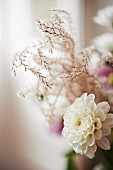 White dahlia against blurred background
