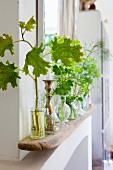 Stems of green leaves in glass vases on vintage wooden board