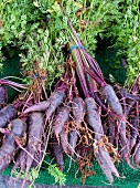 Bunches of purple carrots
