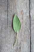 A sage leaf on a wooden table