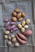 Various types of potatoes on a jute sack