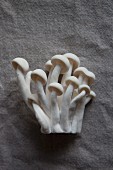 Fresh shimeji mushrooms on a fabric surface