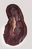 A halved lamb kidney