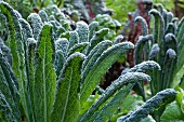 Palm kale covered with dew in a vegetable patch