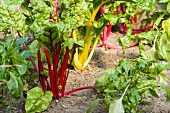 Colourful chard plants and young pepper plants in a flower bed