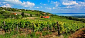 Badacsony - Csopak Weinbauregion mit Blick auf den Plattensee, Ungarn