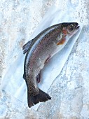 A fresh salmon trout on a piece of paper