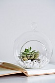 Gravel and plant in decorative, spherical glass terrarium