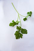 Fresh parsley on a piece of white parchment paper