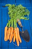 Organic carrots with a trowel