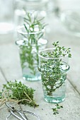 Fresh thyme and rosemary in glasses of water