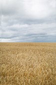 Field of ripe wheat under cloudy sky