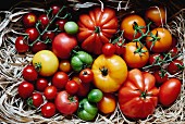 An arrangement of various tomatoes