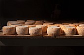 Young goat's cheeses ripening in a cellar