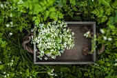 Wild herbs in a wooden crate in a garden