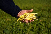 A farmer holding freshly harvested yellow beans