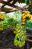 Bunches of bananas in Madeira (Portugal)